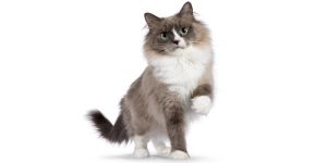 Ragdoll Cat Price In Pakistan