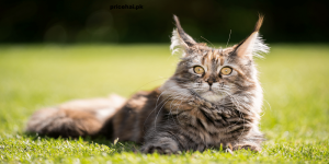 Maine Coon Cat Price in Pakistan