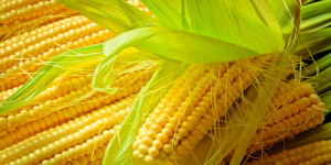 Maize Price in Pakistan