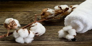 Cotton Price in Pakistan